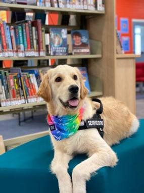 Labrador Dog inside School Library 