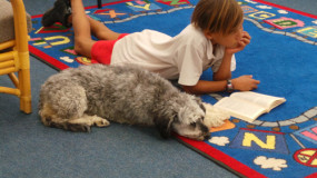 Young boy reading in the school library